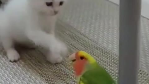 kitten playing with parrot