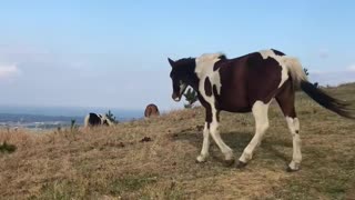 Jeju, Horses, Sky