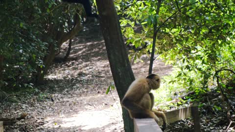 Funny monkey 🙊 sitting on wall🦍 videos