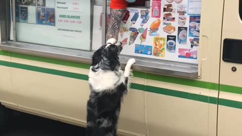 Dog Excitedly waits of ice cream truck and gets free cone