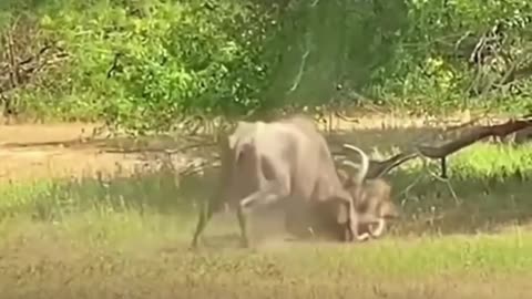 "¡Increíble! Un valiente búfalo lucha ferozmente para proteger a su cría de un astuto guepardo.