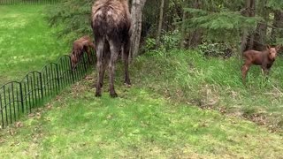 Newborn Moose Needs Mama after Attempting to Clear Fence