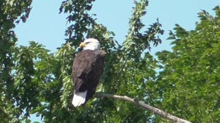 377 Toussaint Wildlife - Oak Harbor Ohio - Grand Eagle On Display