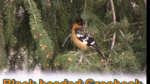 Black Headed Grosbeak