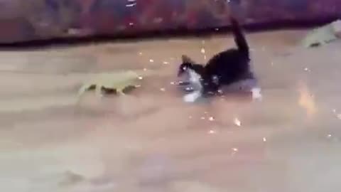 Cat felines and reptilian battle