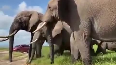 Elephant watch the best short video Animals | #Shorts Video Animals