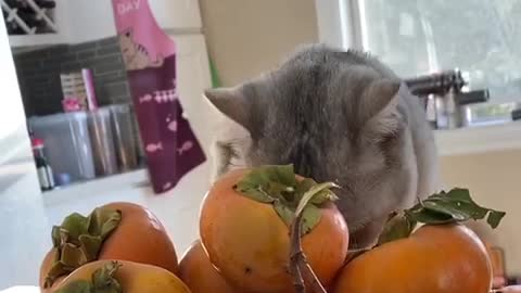 Adorable Scottish Kitten loves fruits, especially Persimmons 🤪