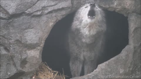 dangerous Black Wolf Howls to the Thunder