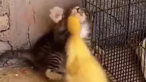 Kitten fighting with chick