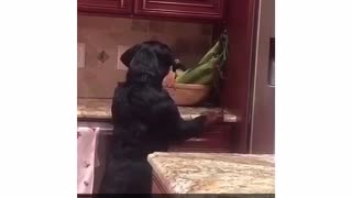 Dog on counter barks at corn