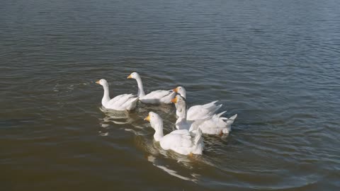 White ducks in the river. Domestic Duck, reflection in water