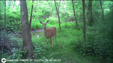 Backyard Trail Cams - Doe at Frog Pond