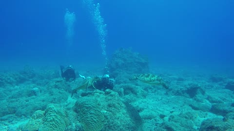 Divers study how green turtles search for food on the seabed