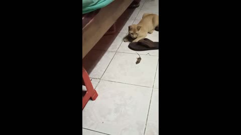 Cat 😺 and mouse 🐭 fighting video.a interested video how a cat 🐈 find a rat.