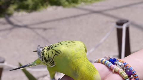 The Ethical Dilemma: Eating Parrots
