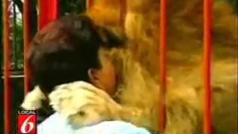 Lion Hugs and Kisses a Man