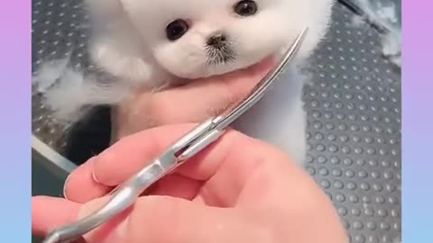 Cute Baby Dog have hair cut