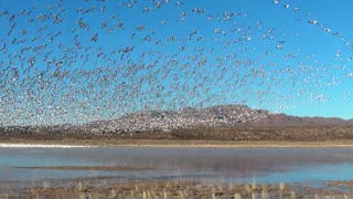 Snow Geese Take Flight in Bosque del Apache