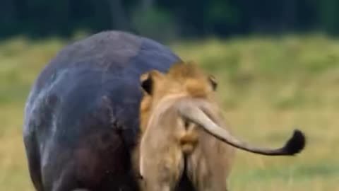 HIPPOPOTAMUS ATTACKING LION 🦁