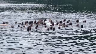 Steller Sea Lions