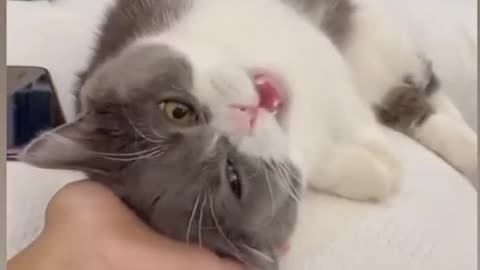Cat funny video |cat| #cat comedy video cute animals video