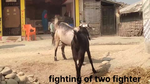 Village area two he-goat fighting in funny ways #goat