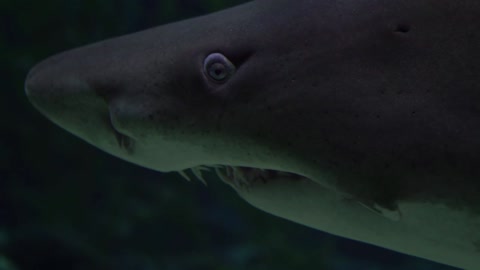 Aquarium fish shark NatGeo sharks 101
