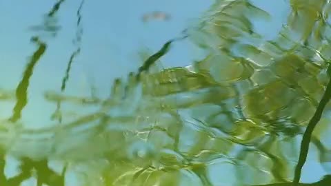 Drops falling into the water of a pond