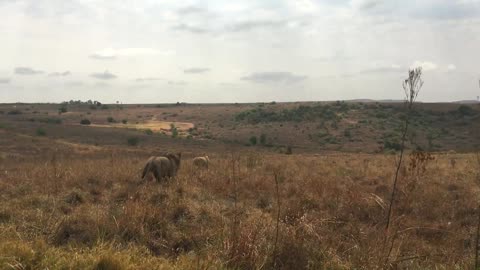 Lion walking into the distance