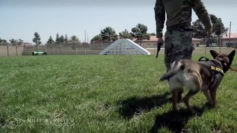 The most talented & trained dog by the military forces De meest getalenteerde en getrainde hond van de strijdkrachten Самая талантливая и дрессированная собака в вооруженных силах