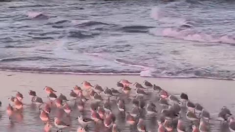 Beautiful birds dancing along the waves #shorts #shortvideo #video #virals #videoviral