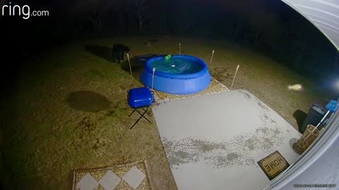 Bear Removes Pool Cover to Take a Late Night Swim