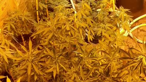 veging out medical marijuana grow