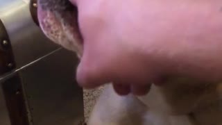 Brown white bulldog makes weird noise finger rubbed mouth