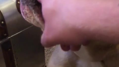 Brown white bulldog makes weird noise finger rubbed mouth