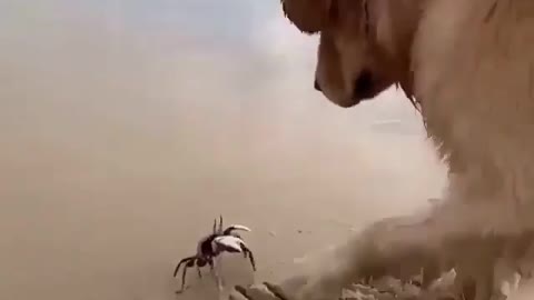 Dog playing on the beach. the crab. sand. Very enjoyable.