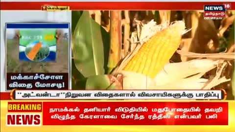 Perambalur News - அதிர்ச்சி அளிக்கும் மக்காச்சோள விதை மோசடி ! - விவசாயிகள் பாதிப்பு - PAC 751