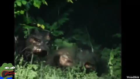 Creatures straight out of a nightmare caught on video