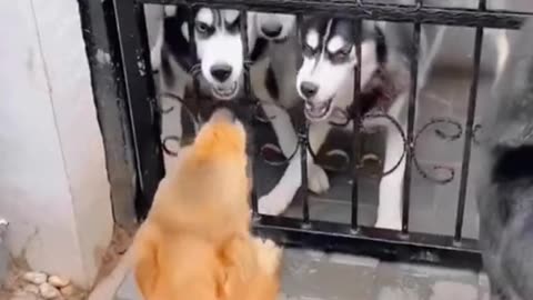 Funny animals, Funny dog video