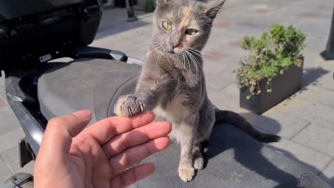 I think this Psychotic and Angry Gray cat has trained in Kung Fu before