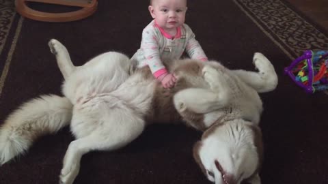 Siberian Husky playing gently with 7-month-old baby