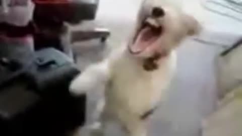 Funny dog laughing | funny meme
