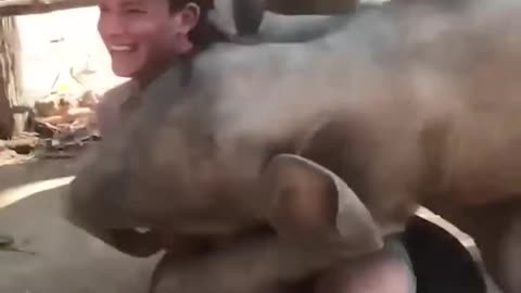 Thi Elephant Loves Cuddling With Her Caretaker