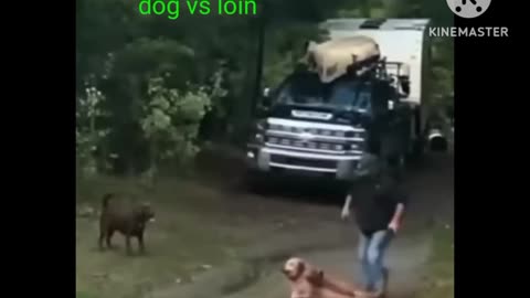 New dog vs lion