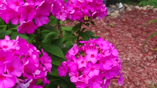 Hummingbird moth feeds on flowers