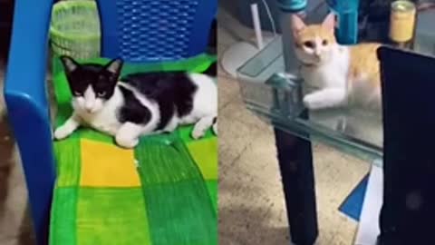 funny cats 😂 together 😅 #shorts#cat#cats#funny#funnyvideos