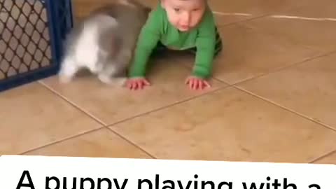 Cute puppy wants to play with little kid.