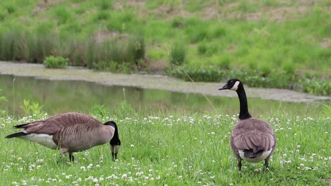 Geese grazing on grass next to a pond