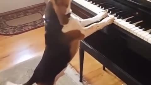Viral video of Dog singing a song while playing the Piano will bring you a smile, Watch video here