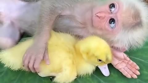 Monkey and duck